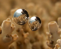 two small air bubbles suspended above coral. Casio exilim by Andrew Macleod 